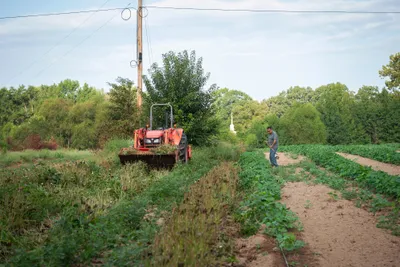 Vicente Gonzalez weeds crops of peas at his farm in Bodcaw, Ark. on Sept. 7, 2023. Photo by Rory Doyle.